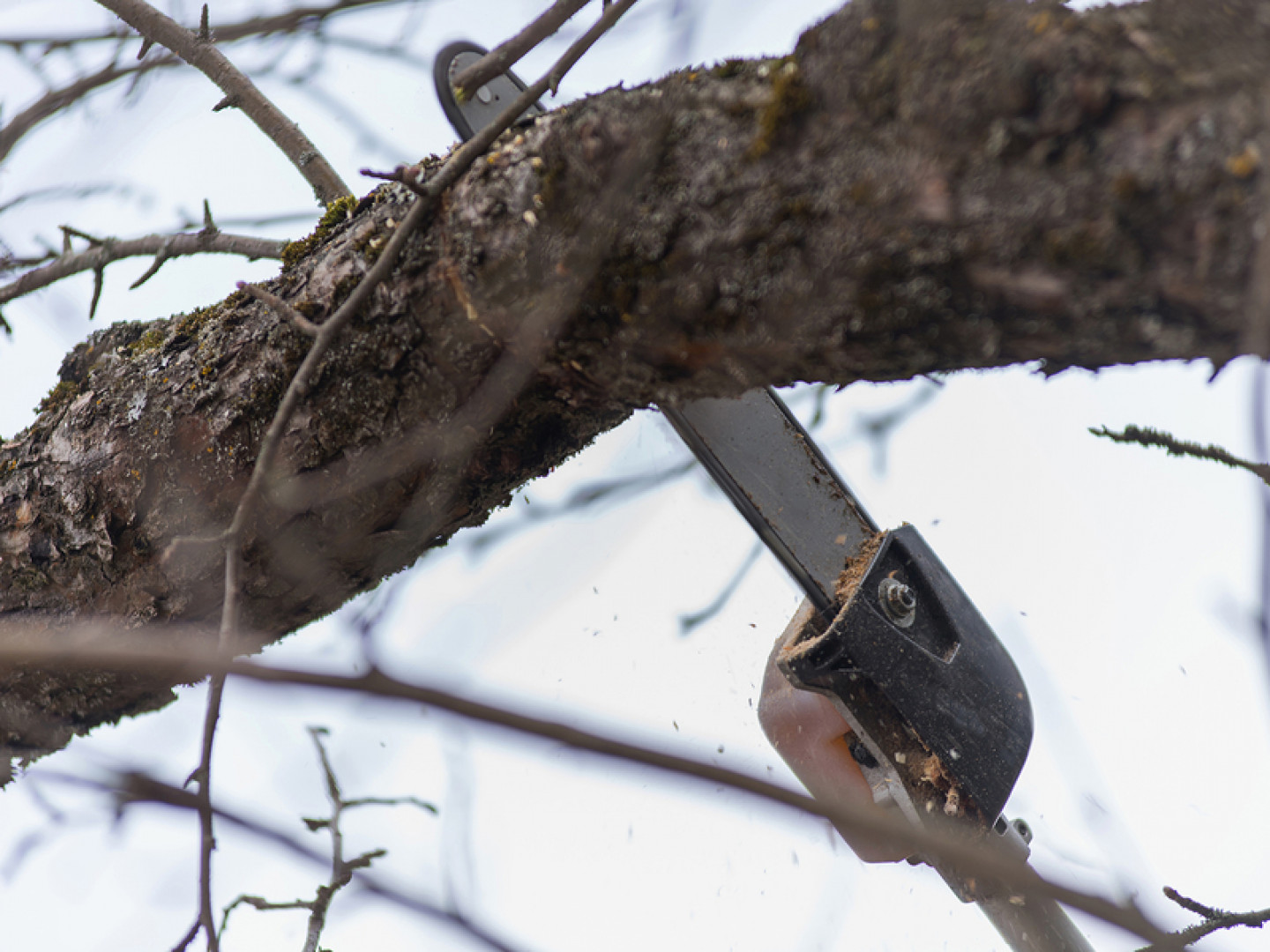 Pole Saw Services, Pole Saw Tree Trimming Ocala, FL B.J.'s Tree Trimming